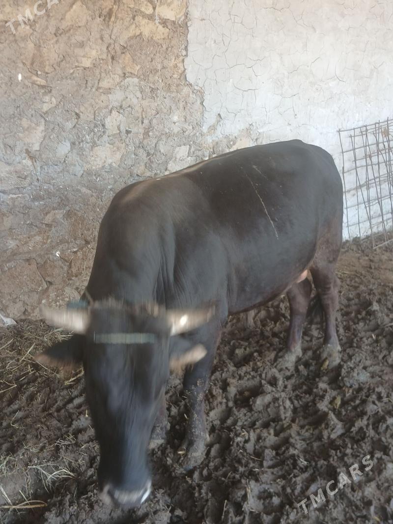 Baklyk Okuz - Койтендаг - img 1