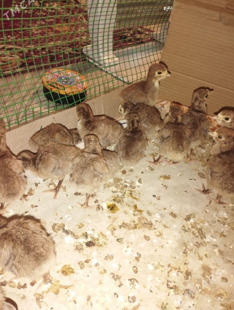 induk juje - Ашхабад - img 1