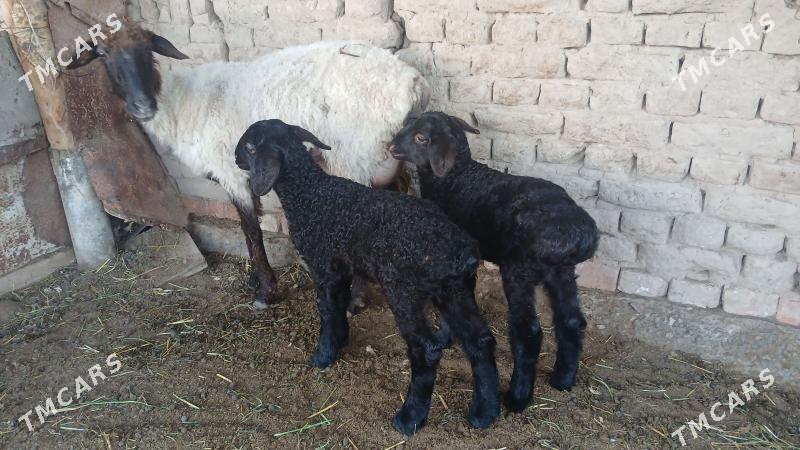 Guzly goyunlar - Babadaýhan - img 1