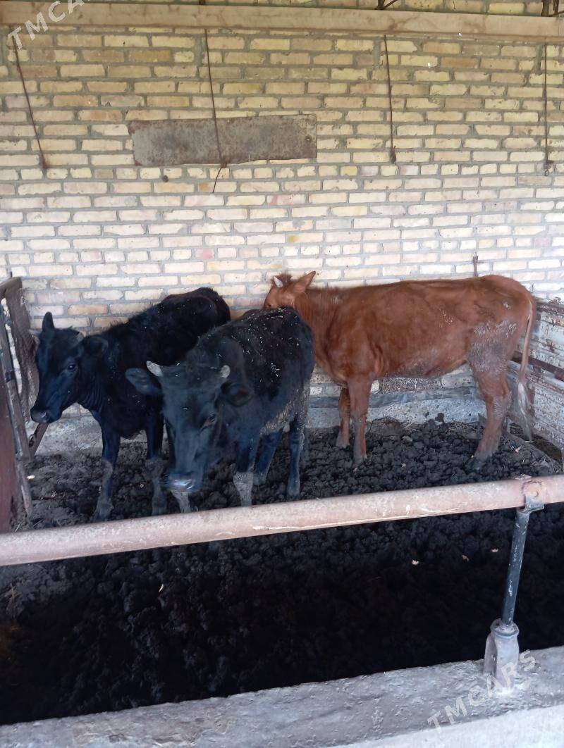 semiz unajynlar - Çärjew - img 1