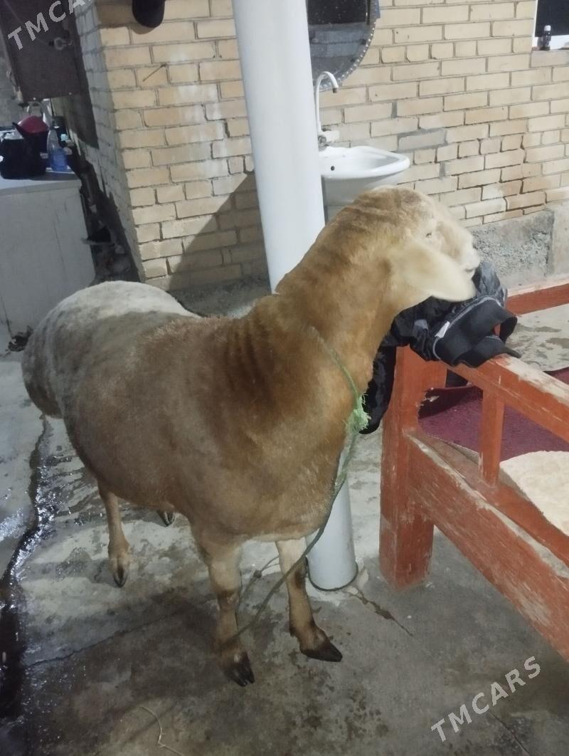 Gisar goc - Туркменабат - img 1