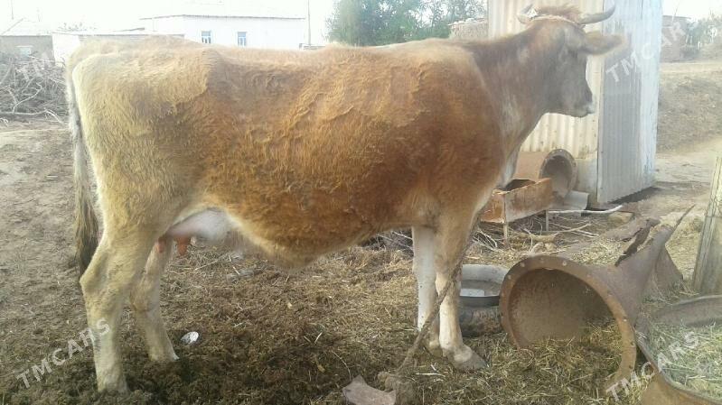 GÖLELI SYGYR - Babadaýhan - img 1