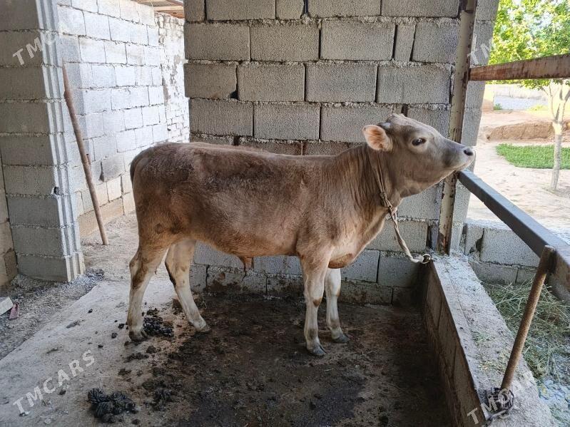 okuz - Кипджак - img 1