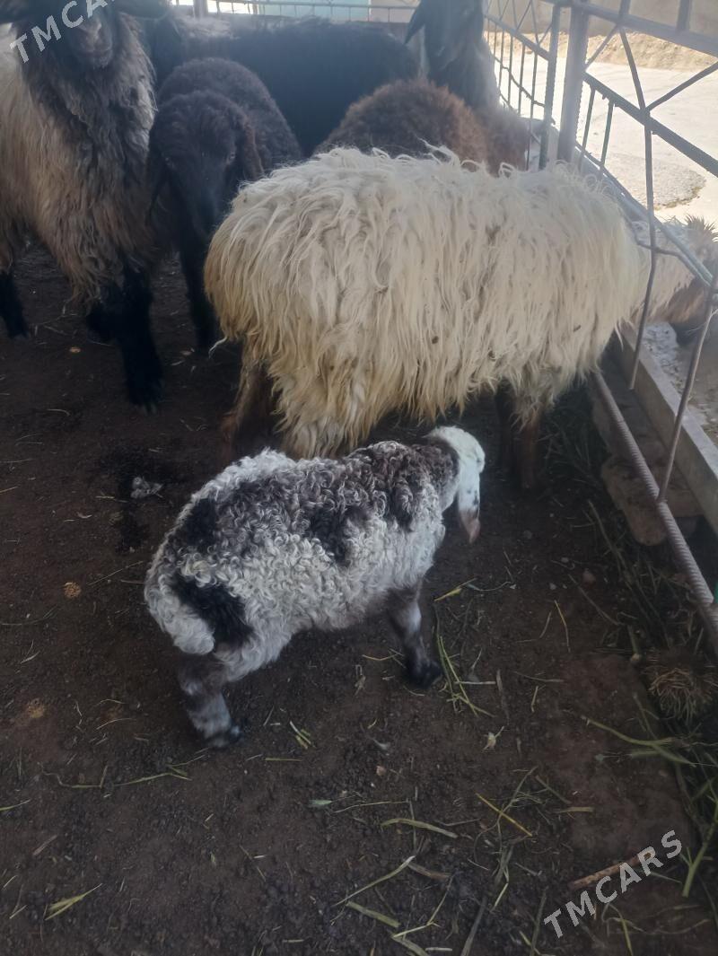 guzuly goyun - Гарадамак - img 1