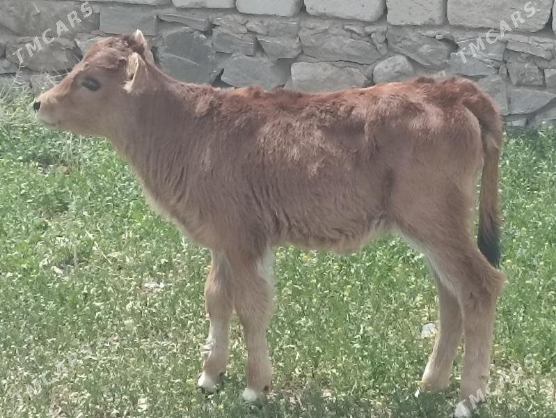 göle - Türkmenbaşy - img 1