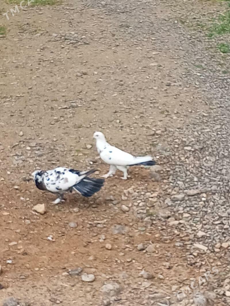 kepderi - Ашхабад - img 1