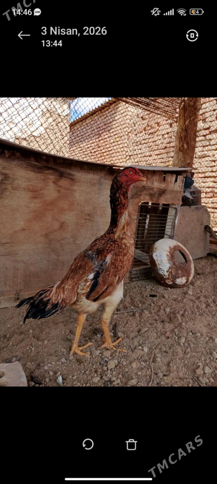 TOWUK - Мары - img 1