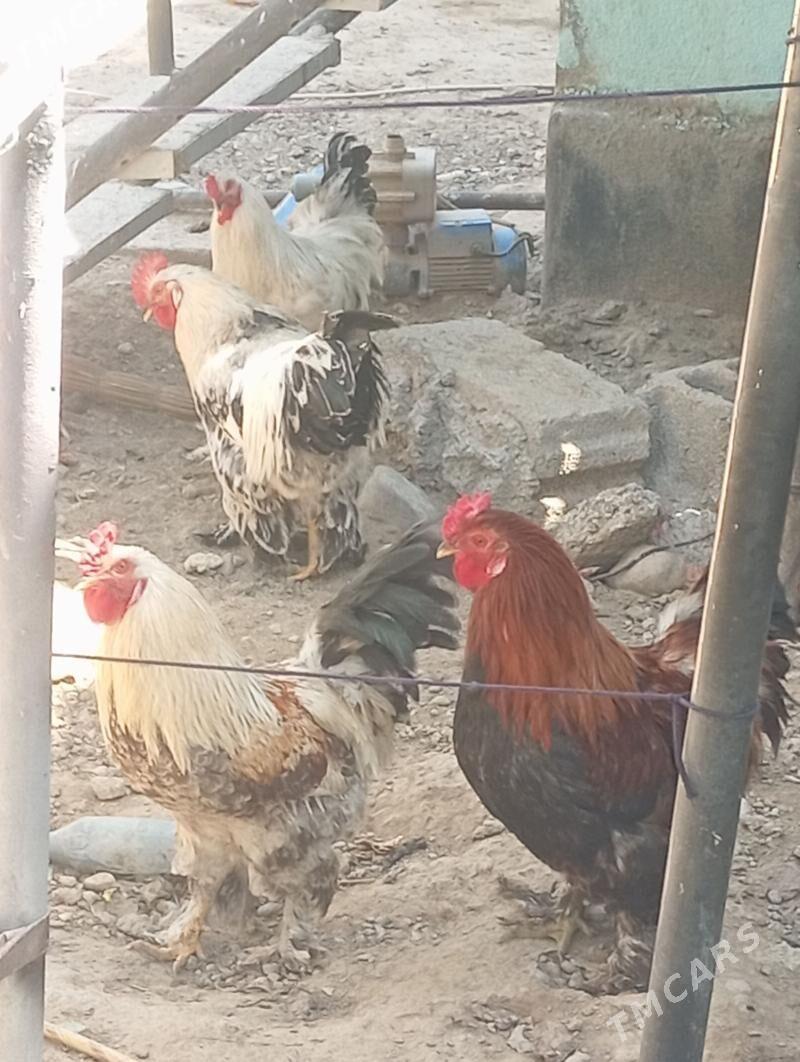 horaz - Чоганлы - img 1