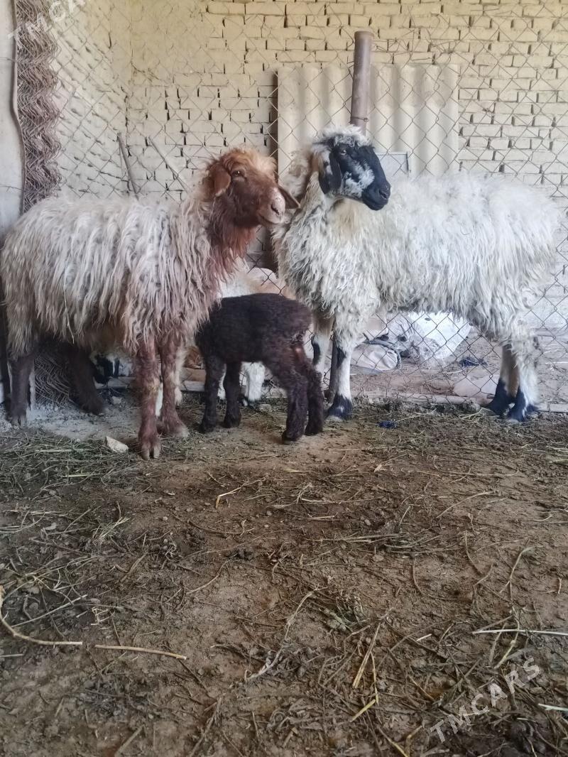 guzyly goyunlar - Baýramaly - img 1