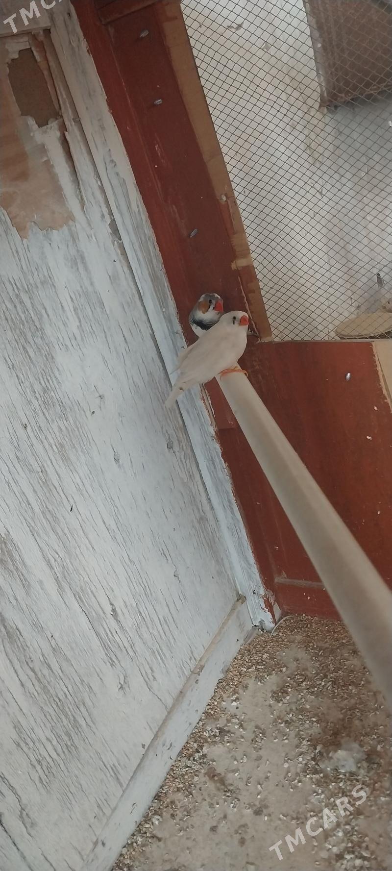 gus - Dänew - img 1