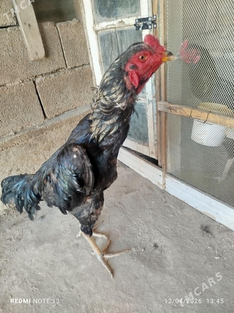 Taşkent horaz - Tejen - img 1