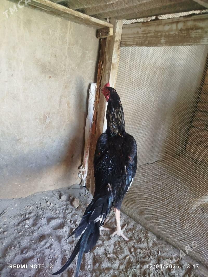 Taşkent horaz - Tejen - img 1