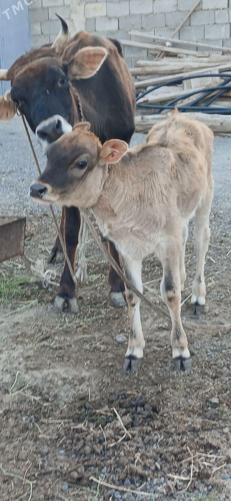 göle sygyr - Änew - img 1