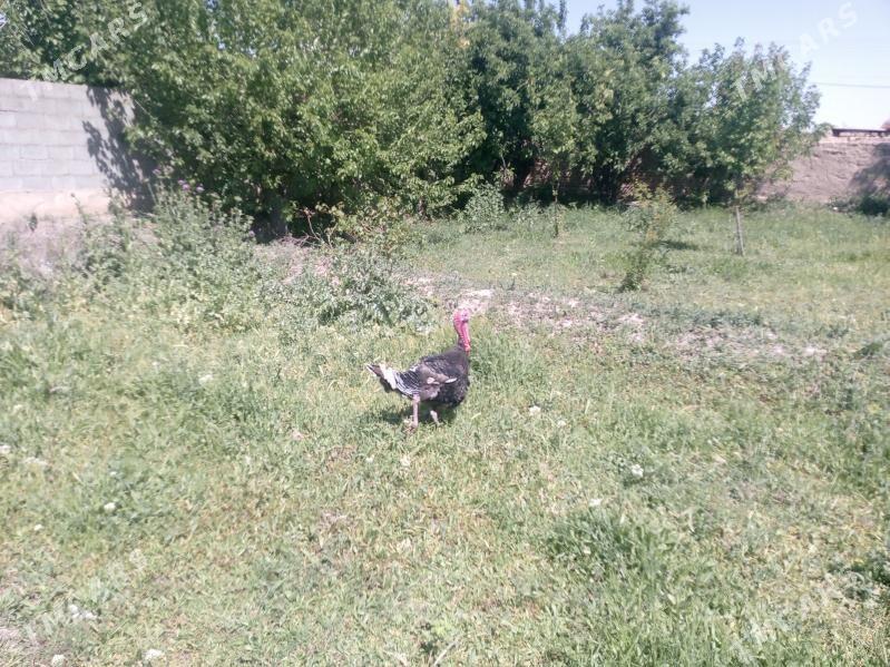 induk - Кака - img 1