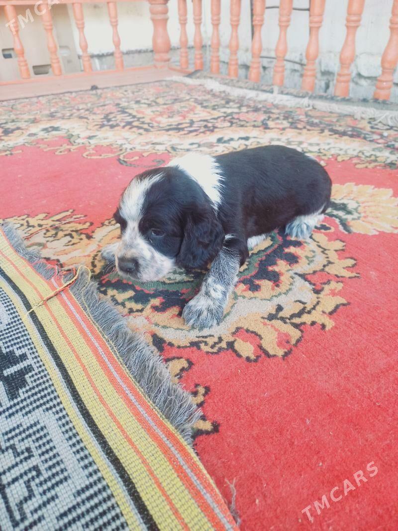 Arassa rus spaniel - Дашогуз - img 1