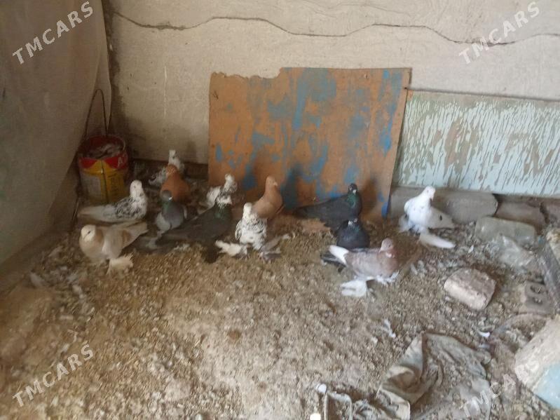 myramyr - Мары - img 1