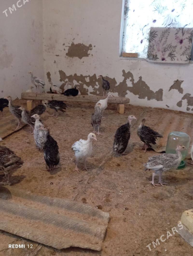 İnduk juje - Мары - img 1