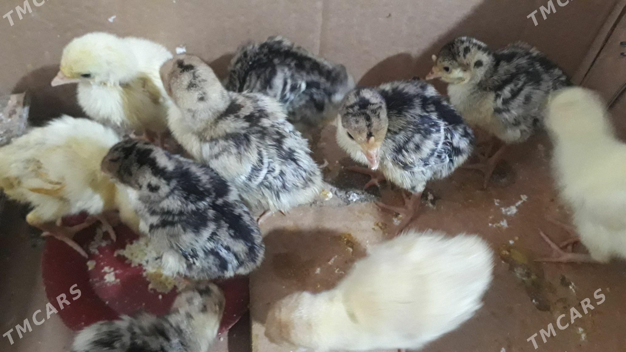 induk jùje - Байрамали - img 1