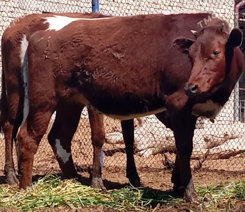 tüwe - Büzmeýin - img 1