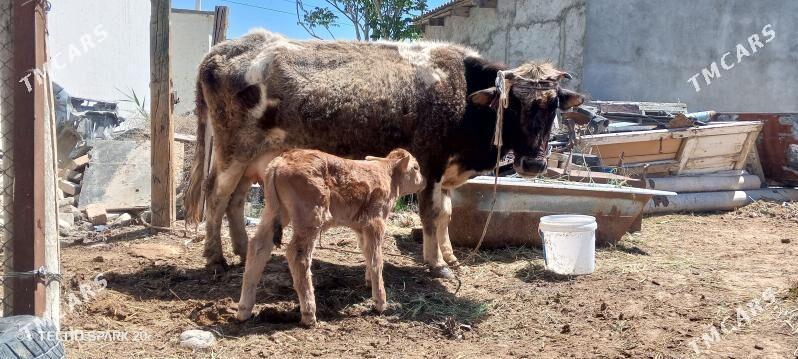 göleli sygyr - Garadamak - img 1