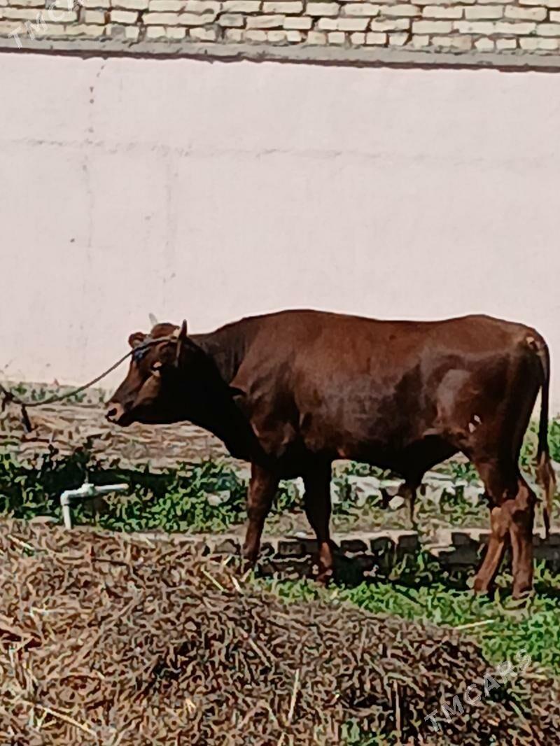 okuz - Ашхабад - img 1