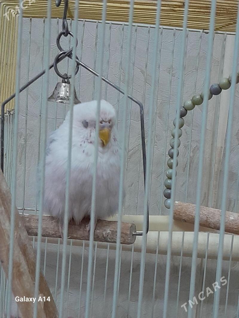 popugay - Мары - img 1