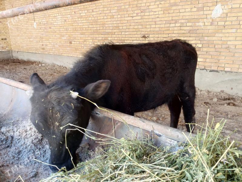 Corny Pyoster Okuzce - Туркменабат - img 1