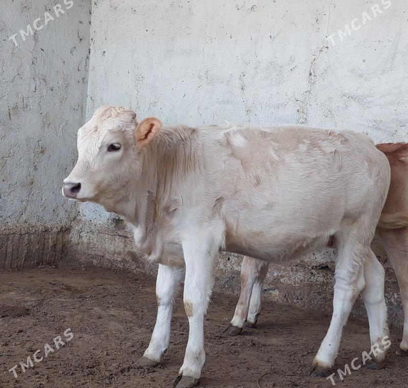 Tuwe - Gökdepe - img 1