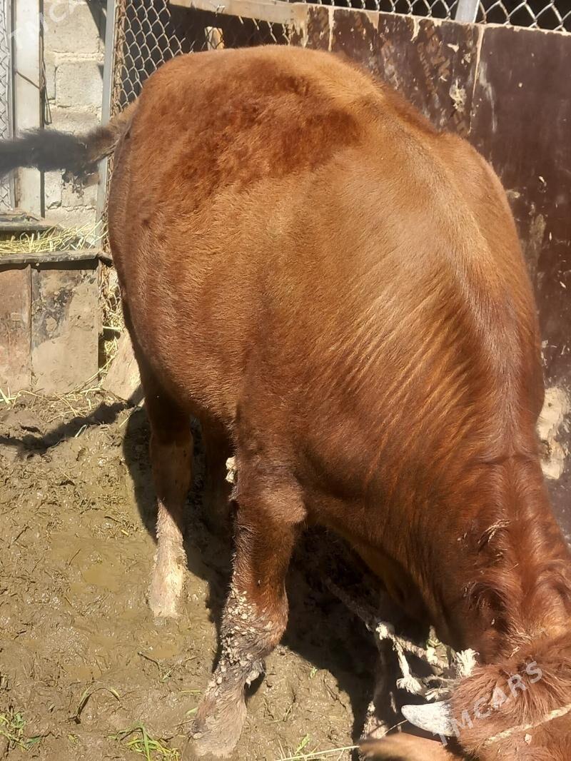 òkùz - Гёкдепе - img 1