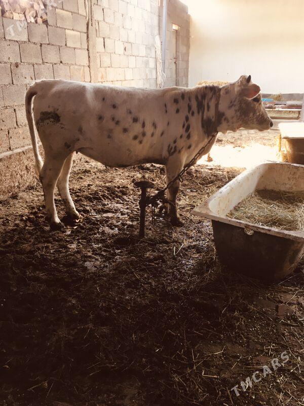 Bakylan Tüwe - Gökdepe - img 1