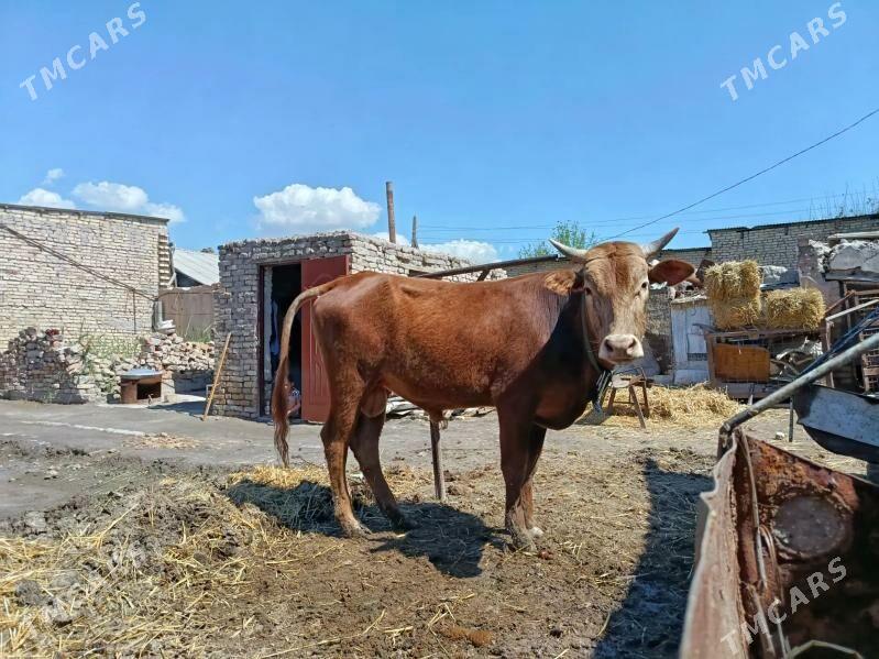 öküz - Туркменабат - img 1