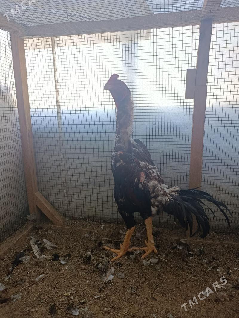 horaz - Çoganly - img 1