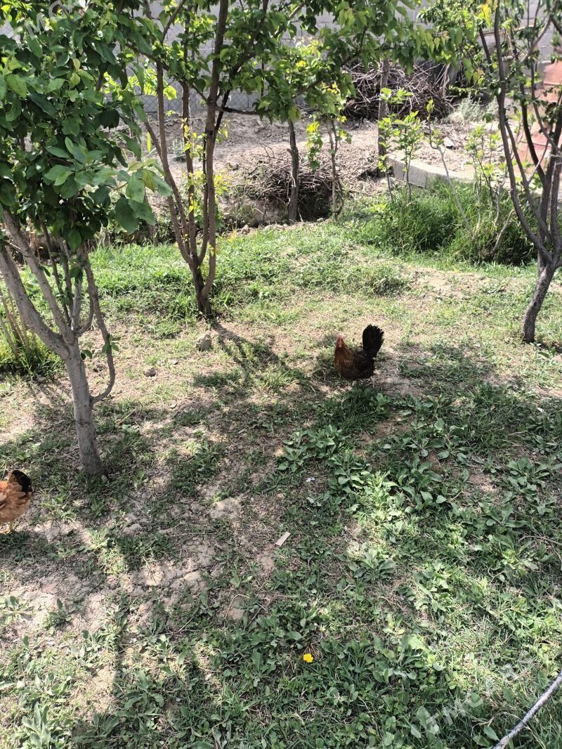 Horaz - Gökdepe - img 1