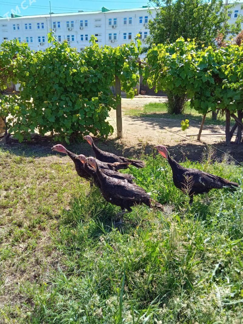 lnduk juje - Мары - img 1