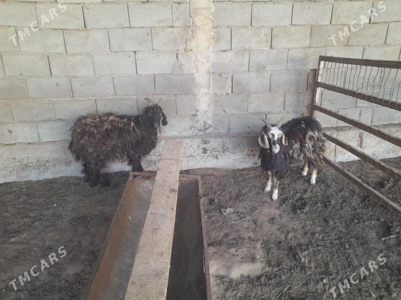 çebiş - Änew - img 1