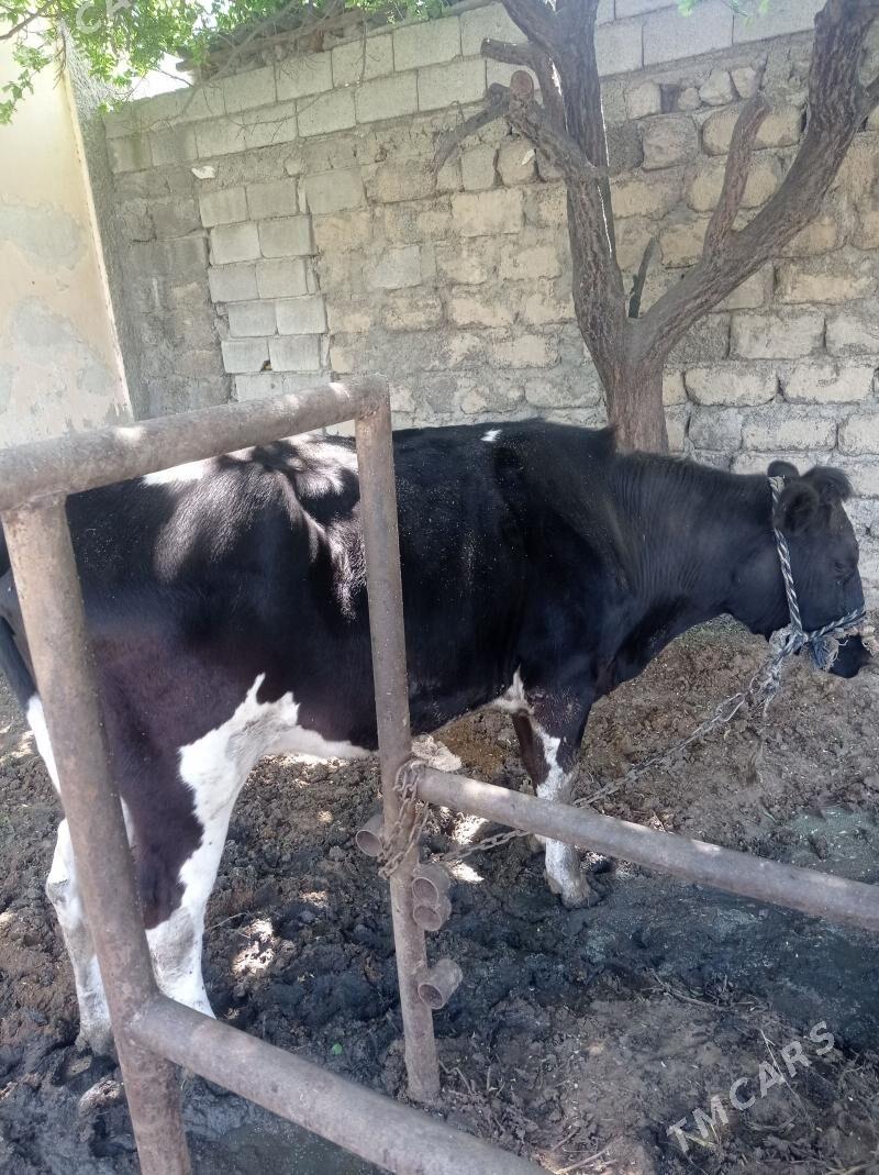 sygyr - Бузмеин - img 1