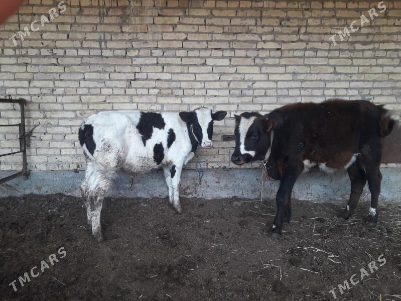 okuzler - Çärjew - img 1