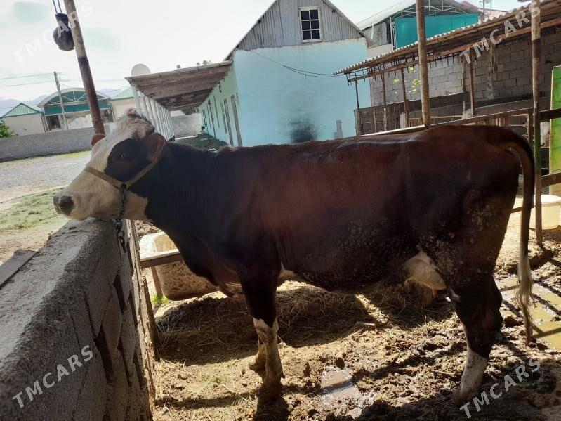 simental sygyr - Гёкдже - img 1