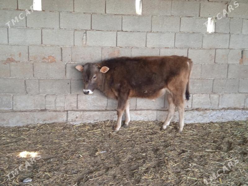 okuz - Ашхабад - img 1