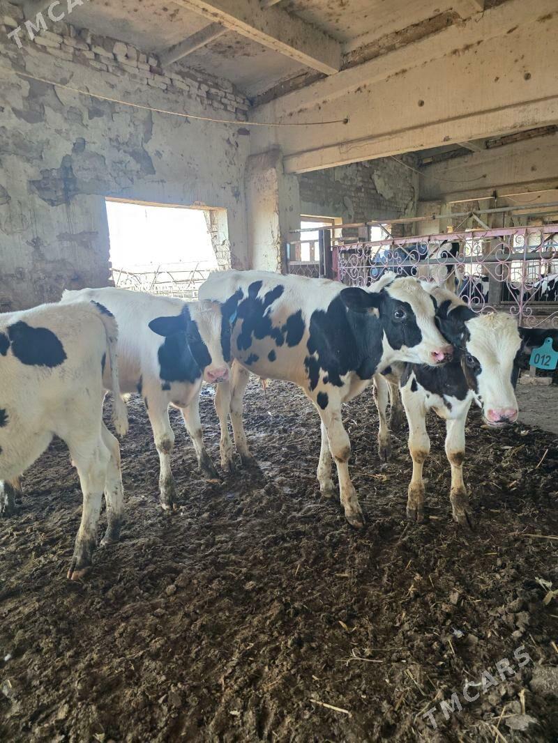 окизчелер - Чарджоу - img 1