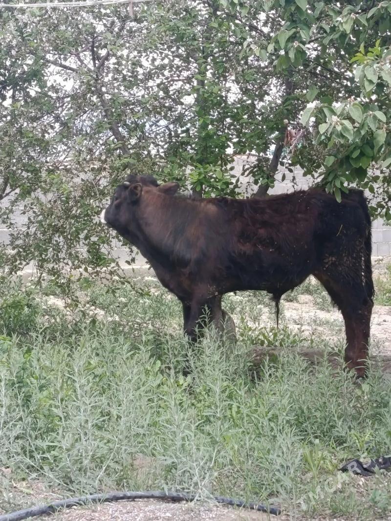 okuzokuz - Бахарден - img 1