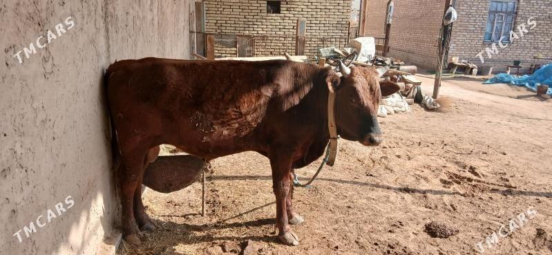 Okuz - Сакарчага - img 1