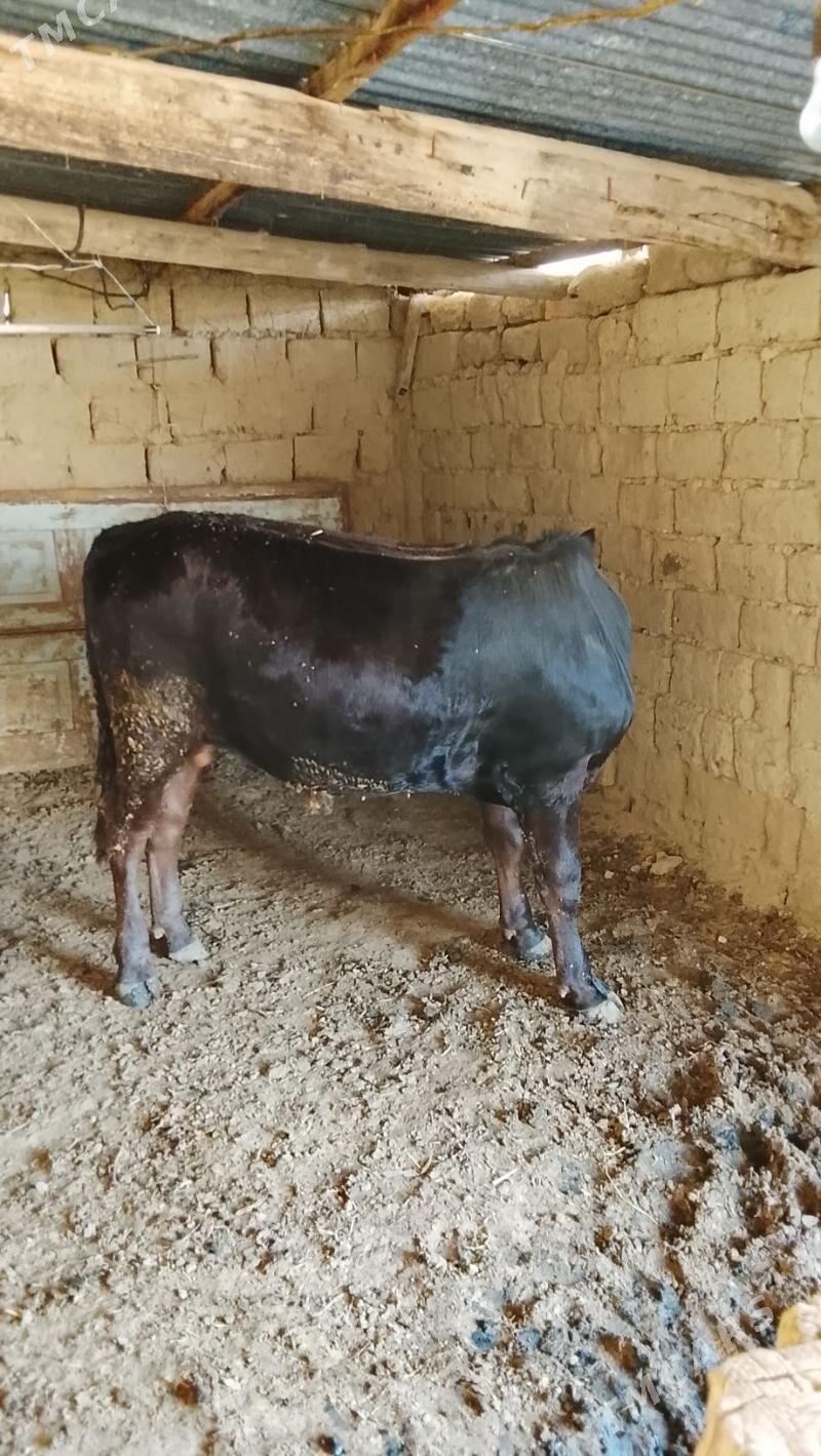 bakylan okuzbakylan okuz - Бахарден - img 1