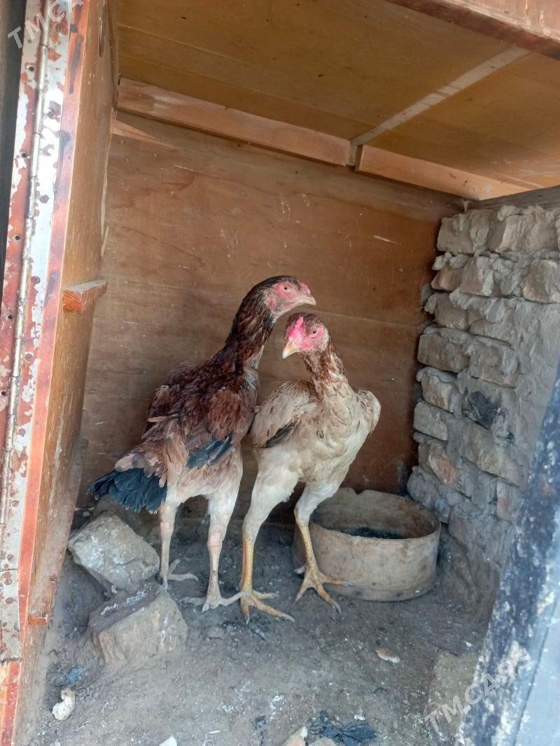 maki - Ашхабад - img 1