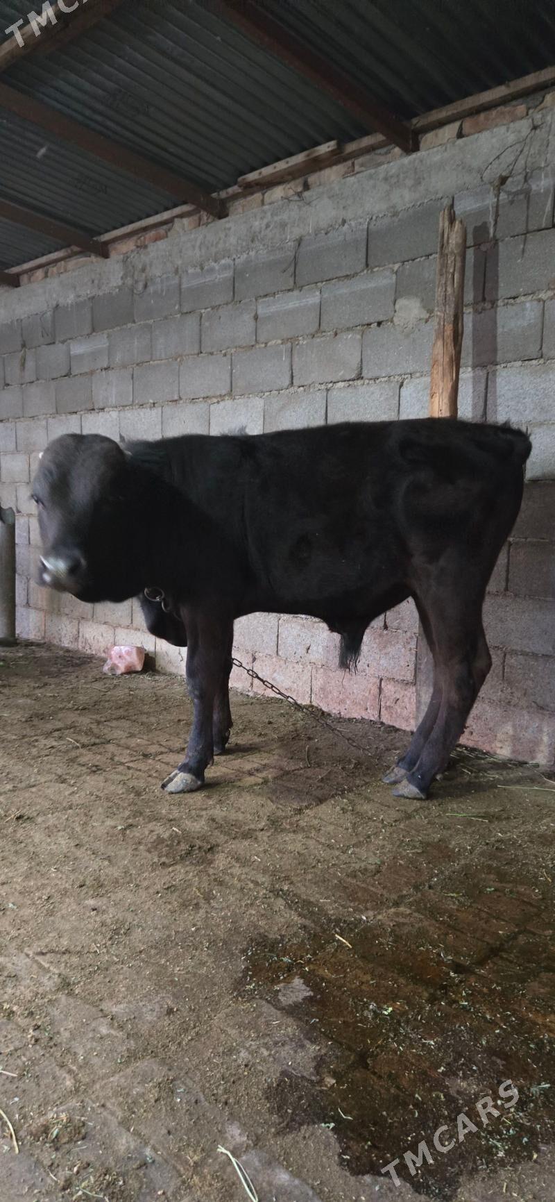 ökùz - Гёкдепе - img 1