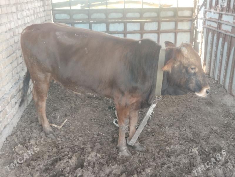 Okuz - Мары - img 1