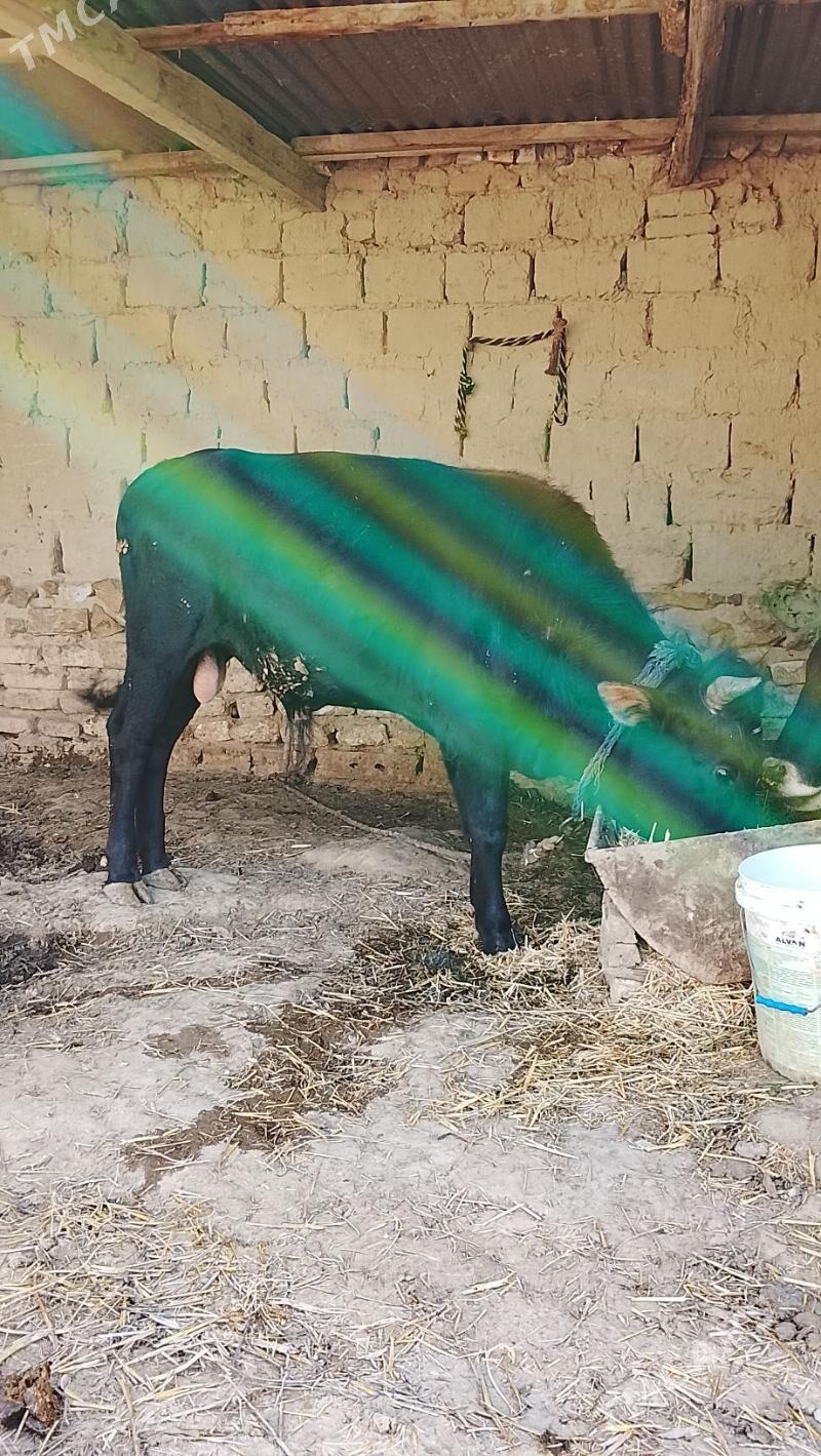 okuz - Бахарден - img 1