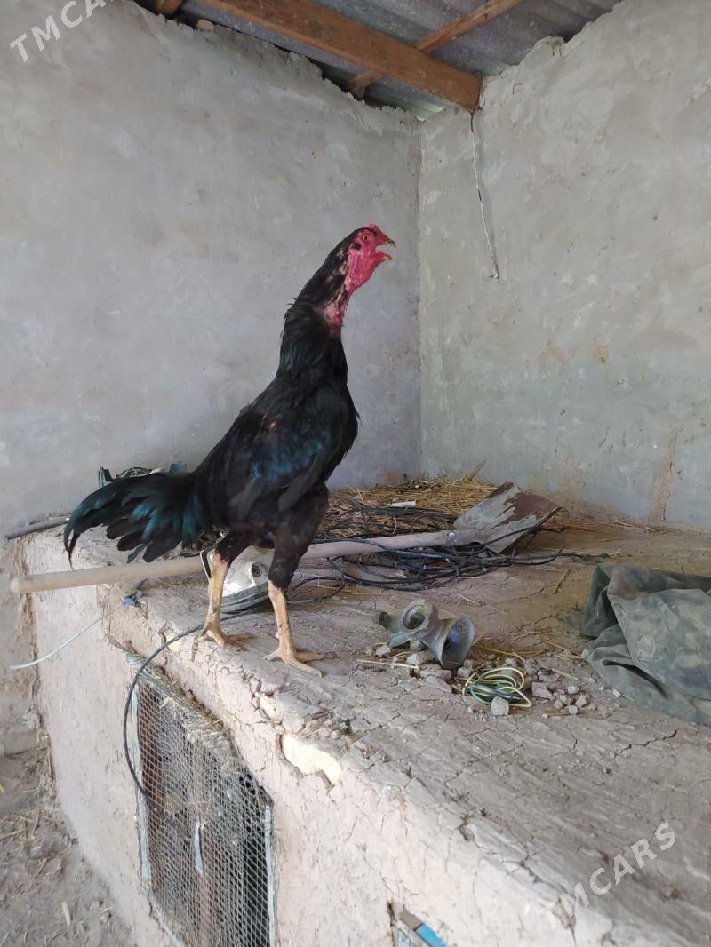 HORAZ - Чарджоу - img 1