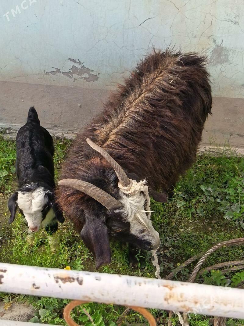 Ekiz owlakly geci - Балканабат - img 1