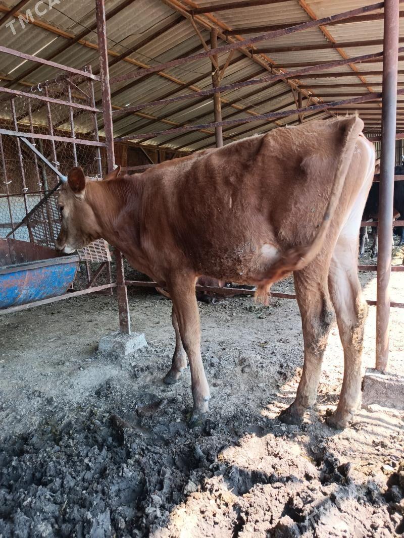 ÖKÜZÇELER 🦬 - Mary - img 1